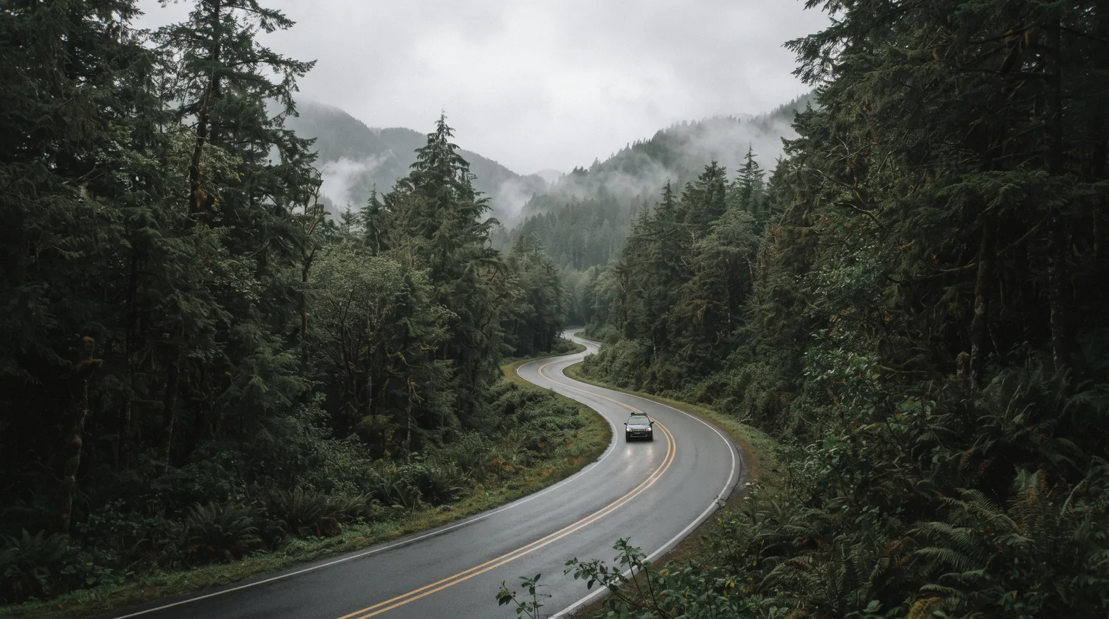 The Pacific Rim Highway curving through coastal rainforest between Tofino and Ucluelet, the route for most day trips from Tofino
