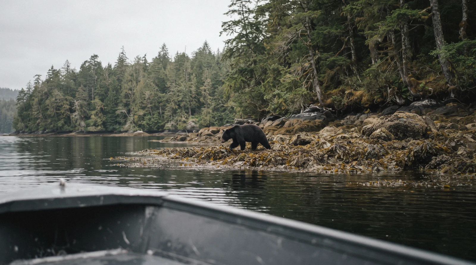 A black bear foraging on the shoreline during bear watching in Tofino, British Columbia