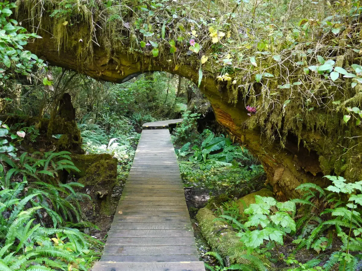 Cedar boardwalk through old-growth rainforest on the trail to Hot Springs Cove near Tofino
