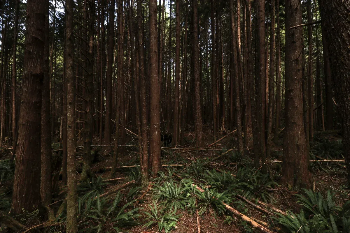 Old-growth rainforest on the Rainforest Trail in Pacific Rim National Park near Tofino, British Columbia